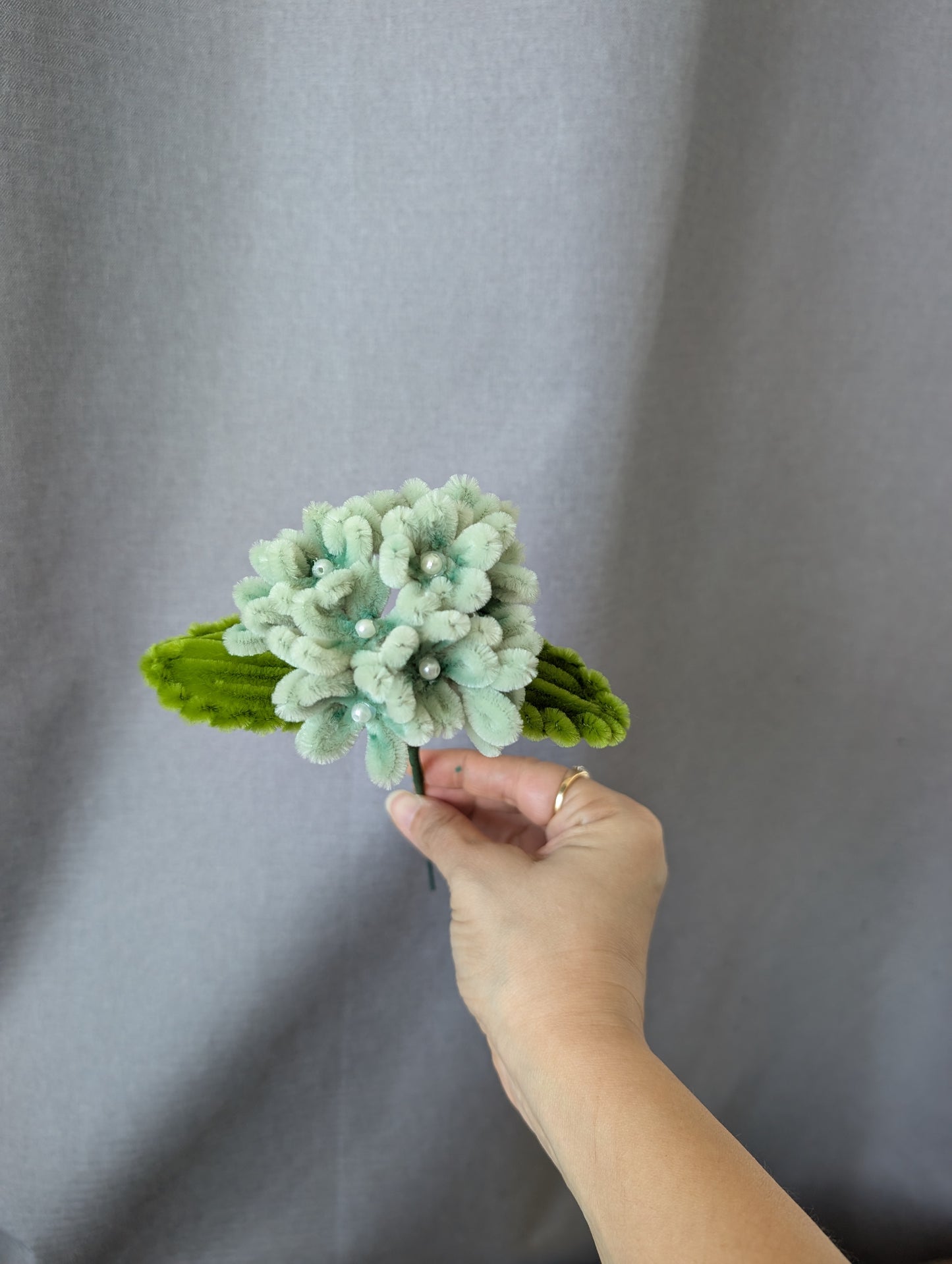Hydrangea