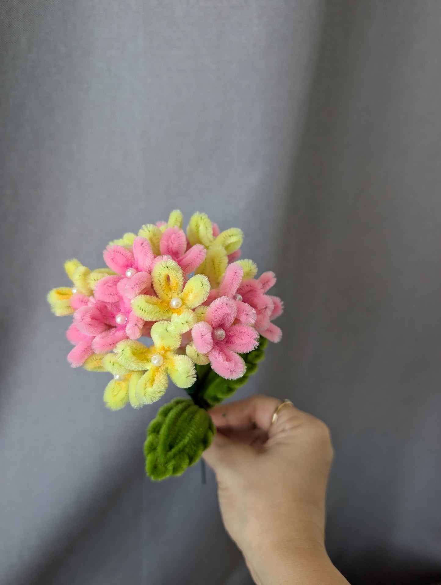 Hydrangea