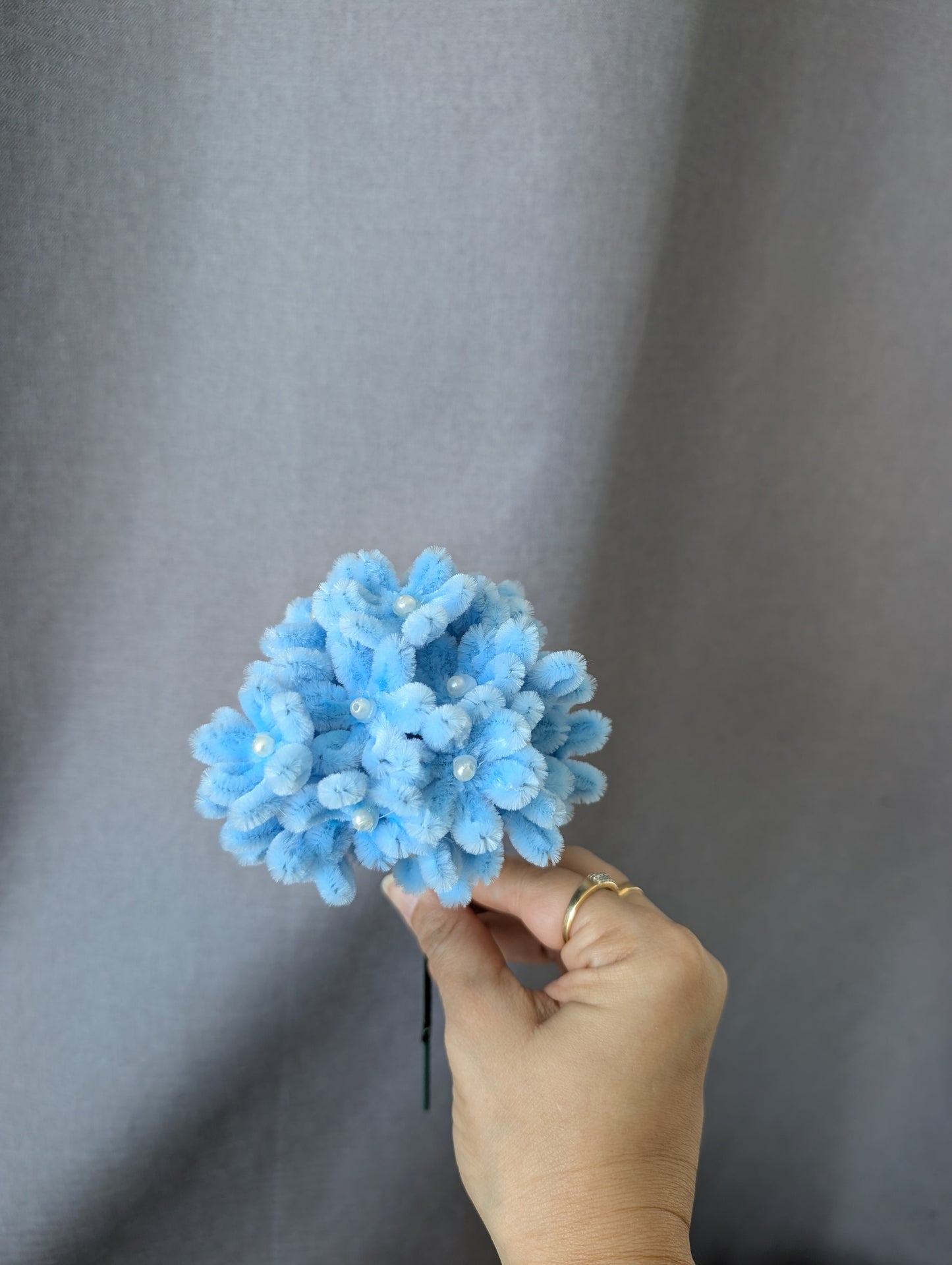 Hydrangea