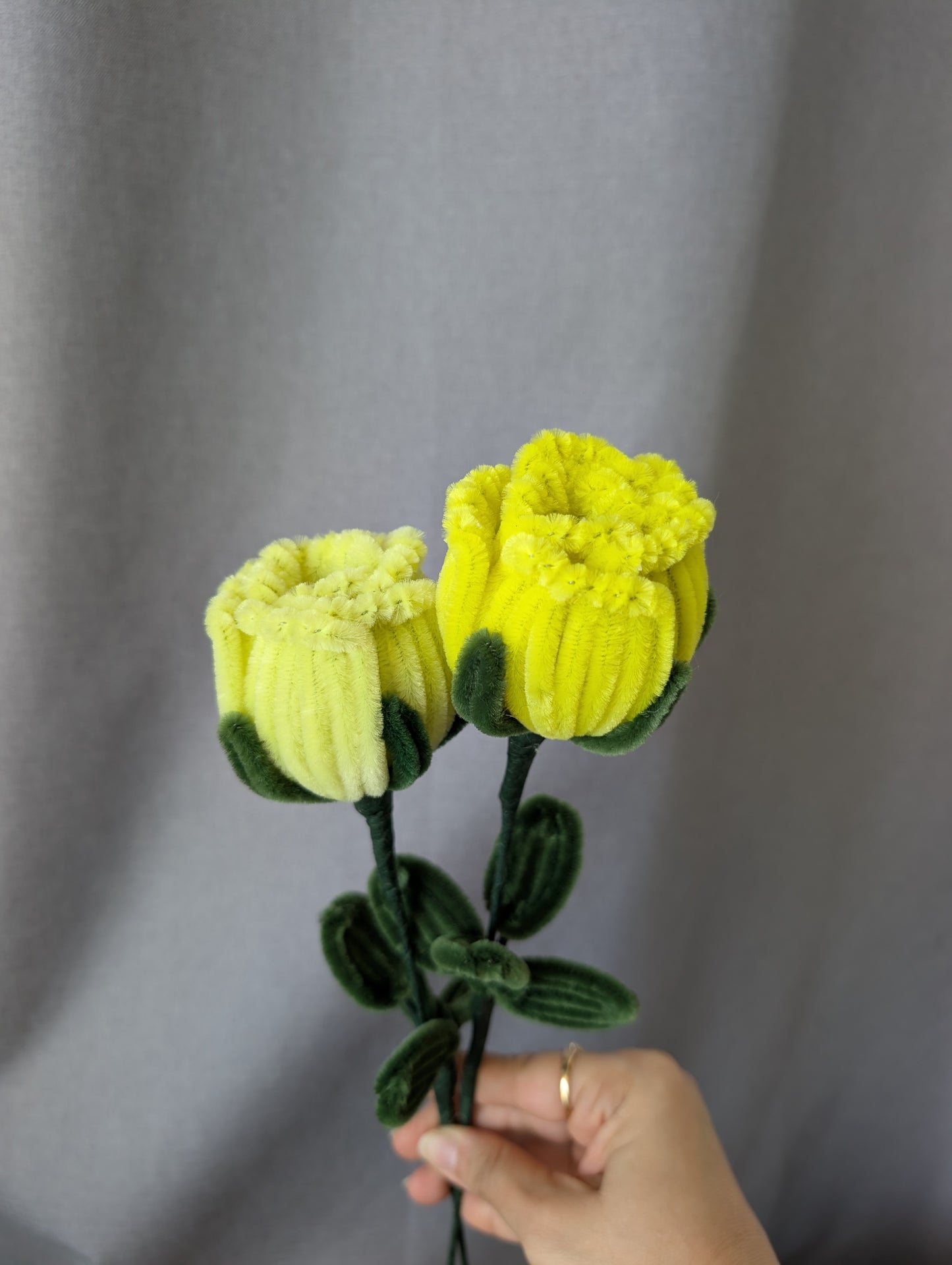 Garden Rose